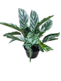 Calathea Freddy 14cm