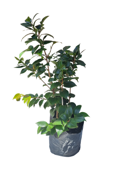 Camellia Japonica Various Colors - 10L