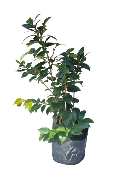Camellia Japonica Various Colors - 10L