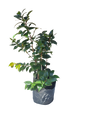 Camellia Japonica Various Colors - 10L