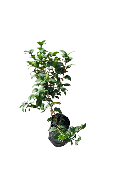 Camellia Japonica Various Colors - 10L