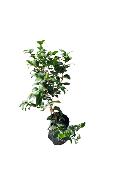 Camellia Japonica Various Colors - 10L