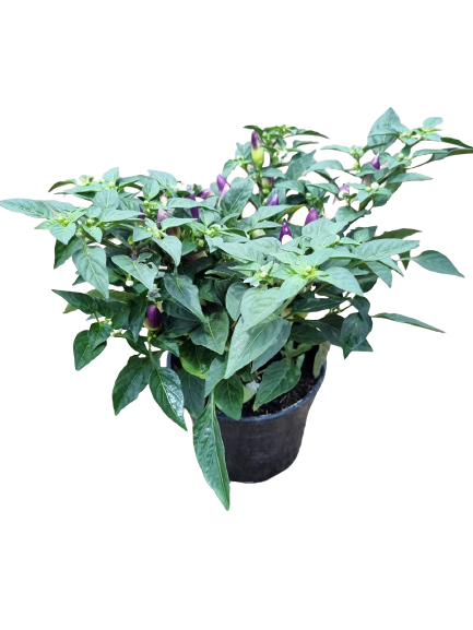 Capsicum 'Acapulco' - 14cm