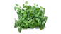 Catnip 6 pack Seedling Tray