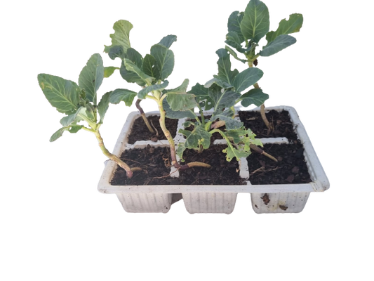 Cauliflower Snowball - 6 Pack Seedling Tray