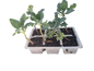 Cauliflower Snowball - 6 Pack Seedling Tray