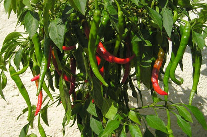Cayenne Hot Pepper - 6 Pack Seedling Tray