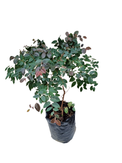 Loropetalum Chinensis -Pink 10L
