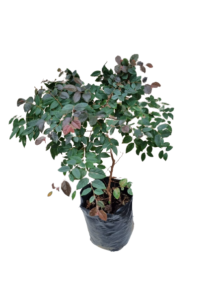 Loropetalum Chinensis -Pink 10L