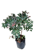 Loropetalum Chinensis -Pink 10L