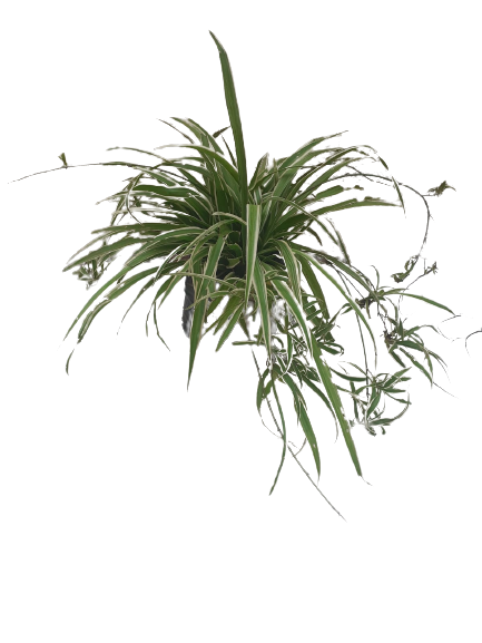 Chlorophytum Comosum 3L