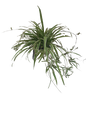Chlorophytum Comosum 3L
