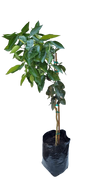 Citrus Naval Washingtonia 20L