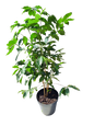 Coffee Arabica 30cm