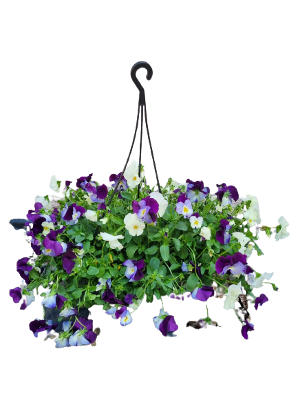 Pansy 'Cool Wave' 20cm HB