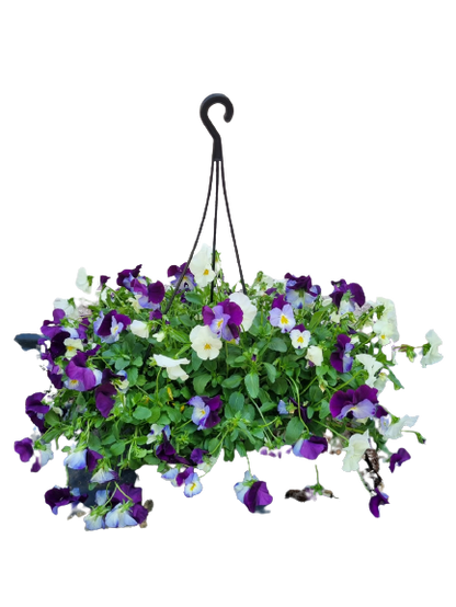 Pansy 'Cool Wave' 20cm HB