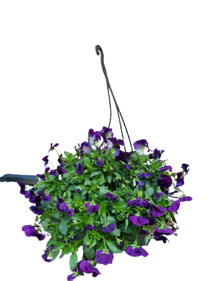 Pansy 'Cool Wave' 20cm HB