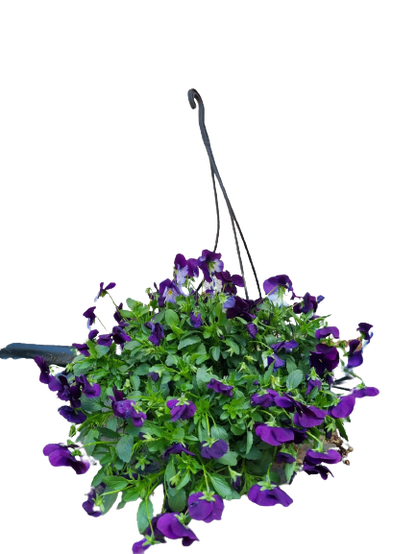 Pansy 'Cool Wave' 20cm HB