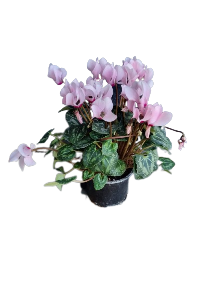 Cyclamen persicum "Metis" 9cm
