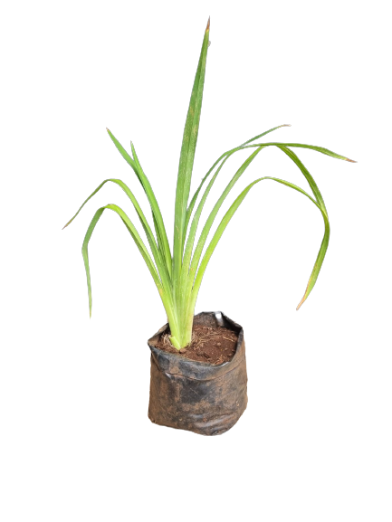 Hemerocallis (Daylily) - 4L