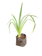 Hemerocallis (Daylily) - 4L