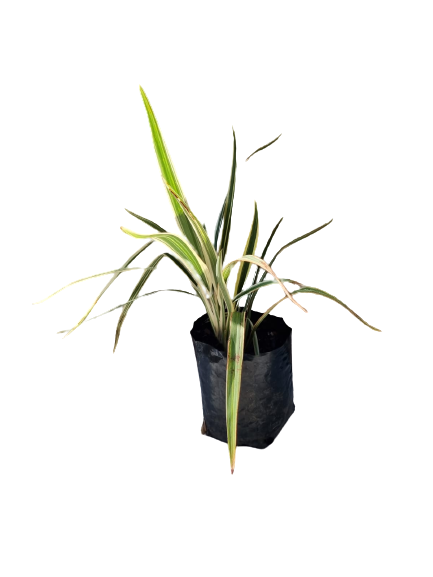 Dianella Tasmanica-Variegata 2.5L