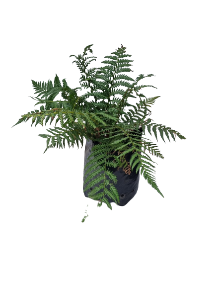 Dicksonia Antarctica 10L