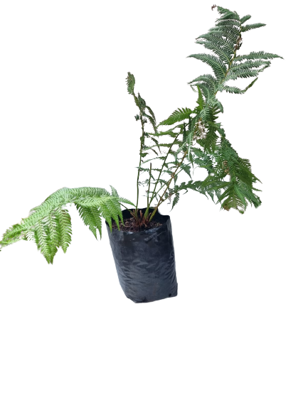 Dicksonia Antarctica 20L
