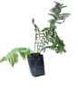 Dicksonia Antarctica 20L