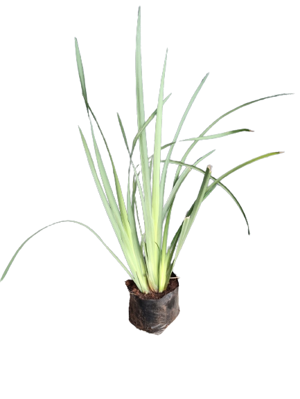 Dietes - White 2.5L