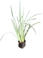 Dietes - White 2.5L