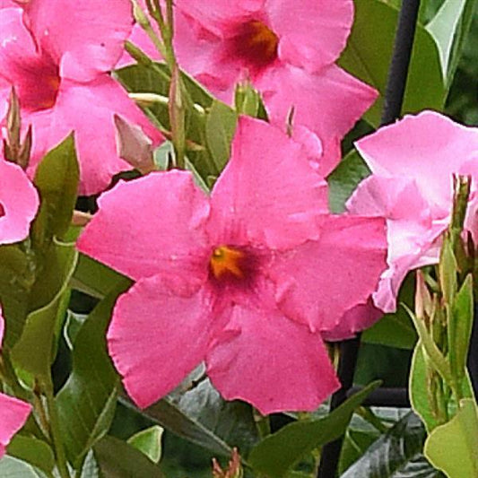 Dipladenia Diamantina Tourmal Rose - 19cm