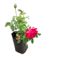 Double Delight Rose - 5L