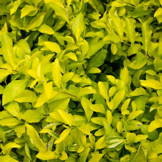 Duranta Yellow Various Sizes