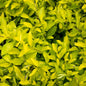 Duranta Yellow Various Sizes