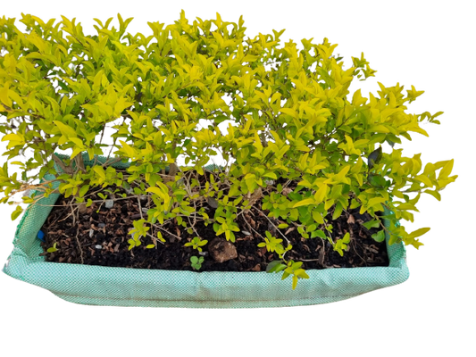 Duranta Gold (Sheena's Gold) Hedge 75x30cm