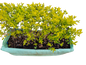 Duranta Gold (Sheena's Gold) Hedge 75x30cm