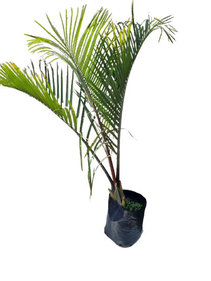 Dypsis decaryi (Triangle palm ) 20L