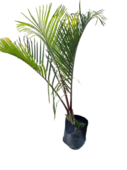 Dypsis decaryi (Triangle palm ) 20L