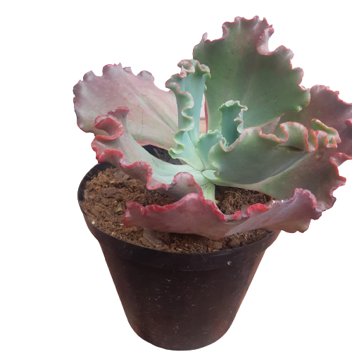 Echeveria Frilly