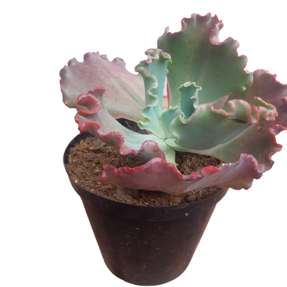 Echeveria Frilly