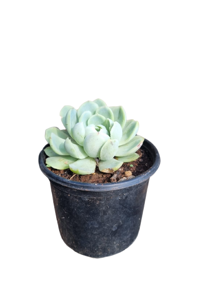 Echeveria Various Sizes ( 10cm / 12cm / 14.5cm)