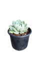 Echeveria Various Sizes ( 10cm / 12cm / 14.5cm)