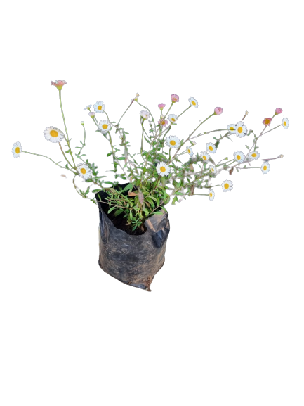 Erigeron Karvinskianus - 2L