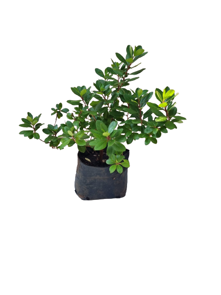 Escallonia Pink Princess 4L