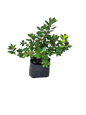 Escallonia Pink Princess 4L