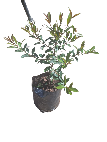 Syzygium Eugenia Bush 5L