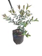 Syzygium Eugenia Bush 5L