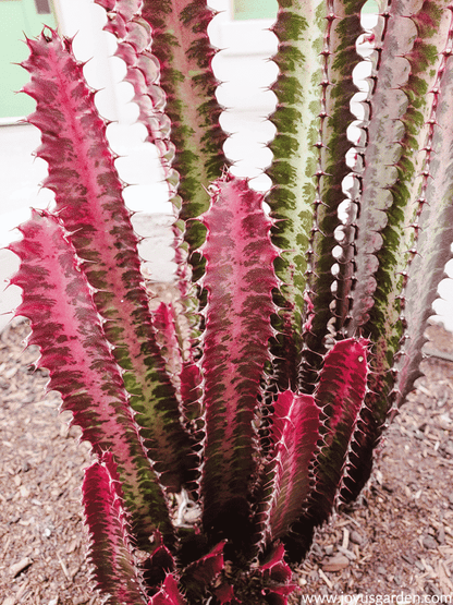 Euphorbia Trigona 5L - Various Colours