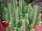 Euphorbia Trigona 5L - Various Colours